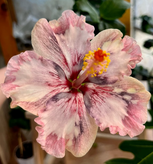 Hibiscus Luv Mark Chagall 50 Seeds