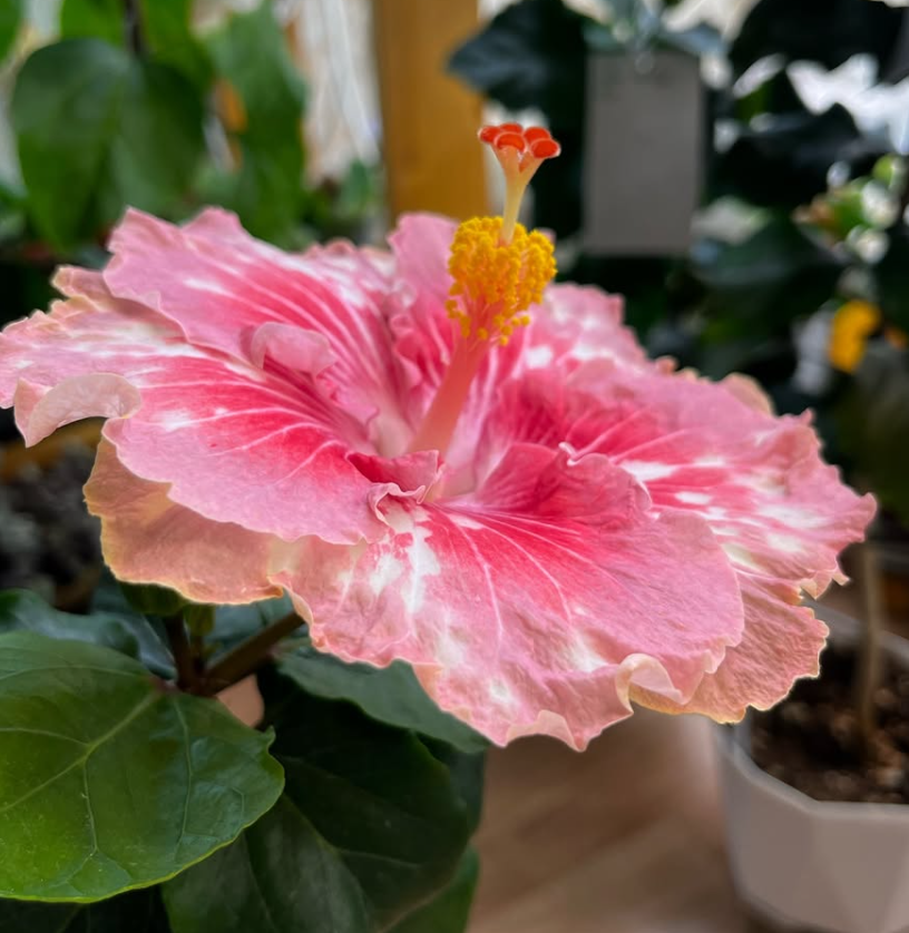 Hibiscus Asia Rosette Nebula 50 Seeds