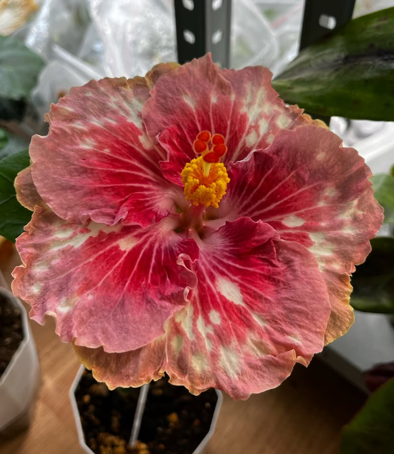 Hibiscus Asia Rosette Nebula 50 Seeds