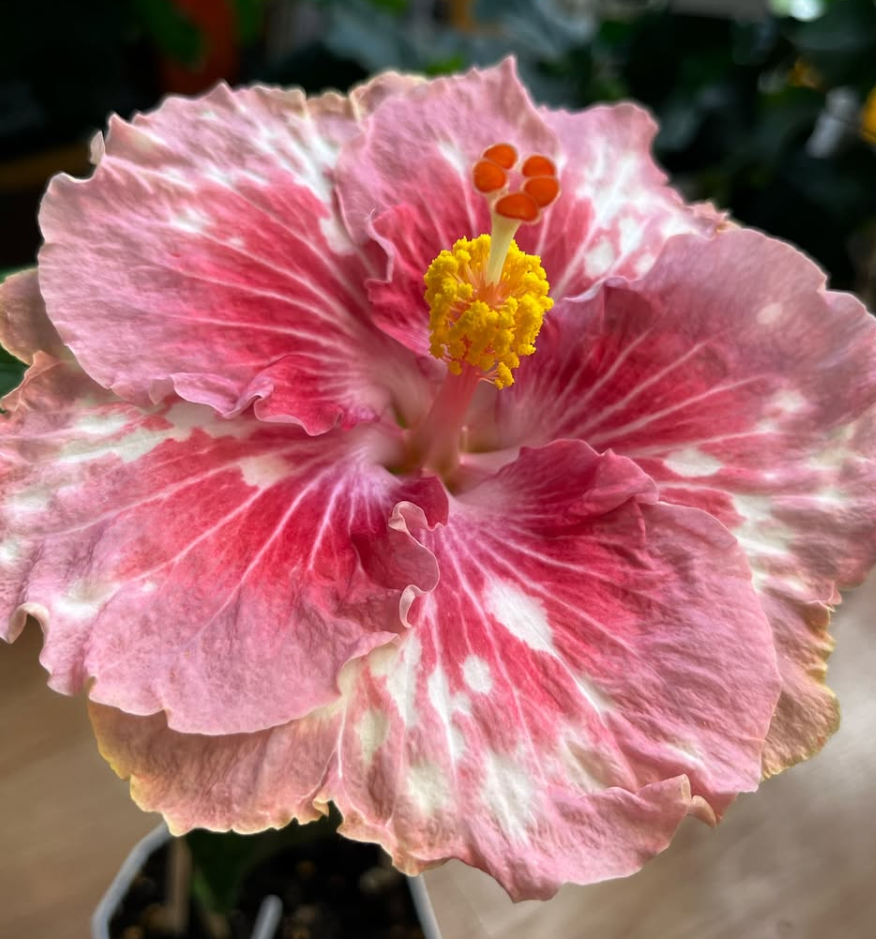 Hibiscus Asia Rosette Nebula 50 Seeds