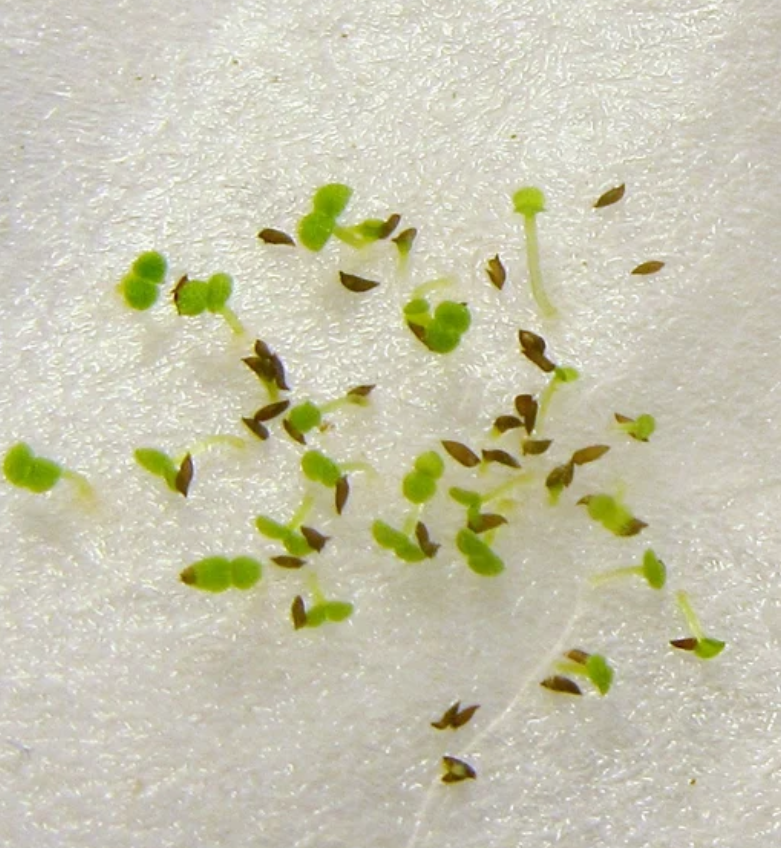 Streptocarpus " Rita " 55 Seeds