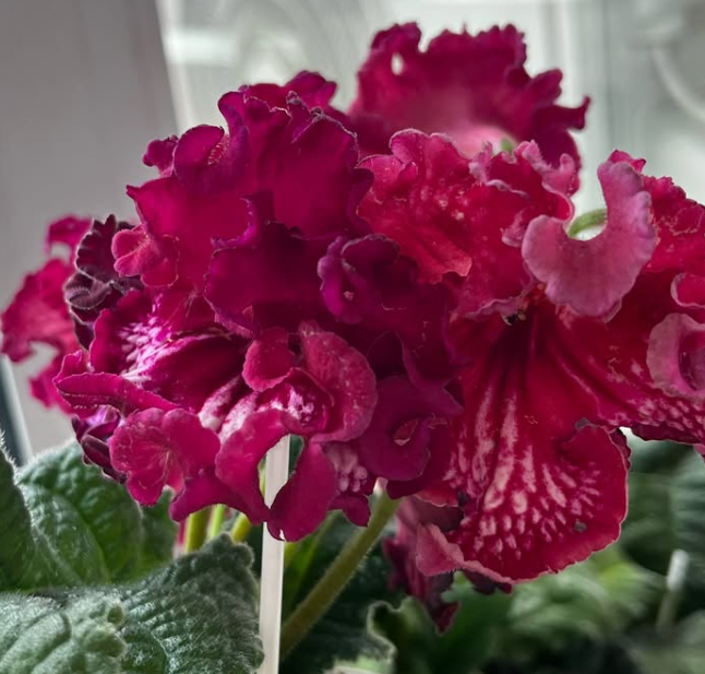 Streptocarpus " DS-1920 " 55 Seeds