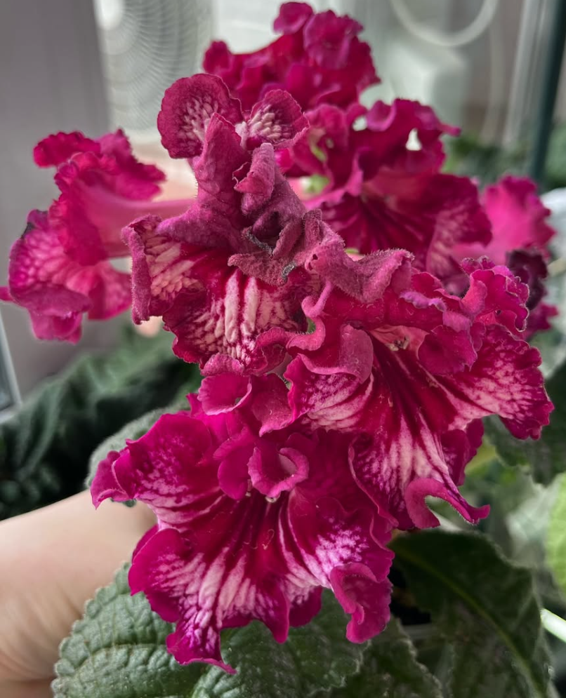 Streptocarpus " DS-1920 " 55 Seeds