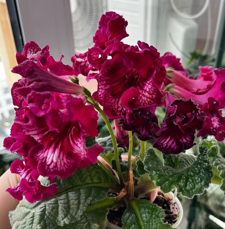 Streptocarpus " DS-1920 " 55 Seeds