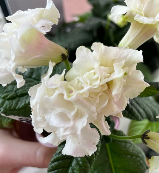 Streptocarpus " Merenge " 55 Seeds