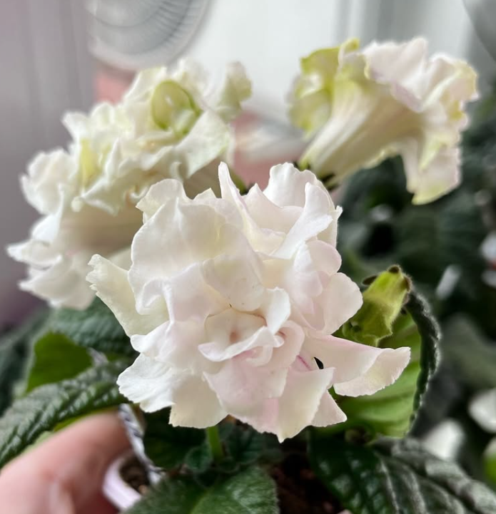 Streptocarpus " Merenge " 55 Seeds