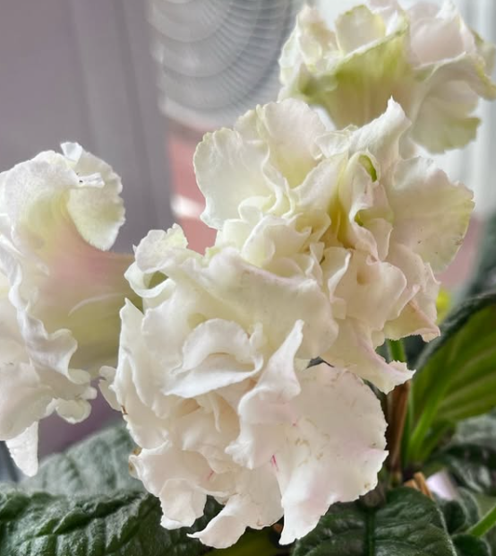 Streptocarpus " Merenge " 55 Seeds