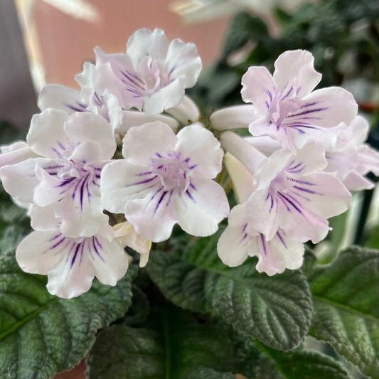 Streptocarpus " Lollipop " 55 Seeds