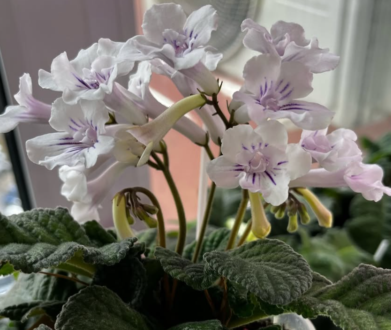 Streptocarpus " Lollipop " 55 Seeds