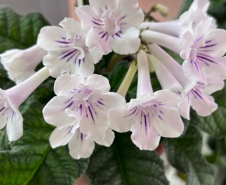 Streptocarpus " Lollipop " 55 Seeds