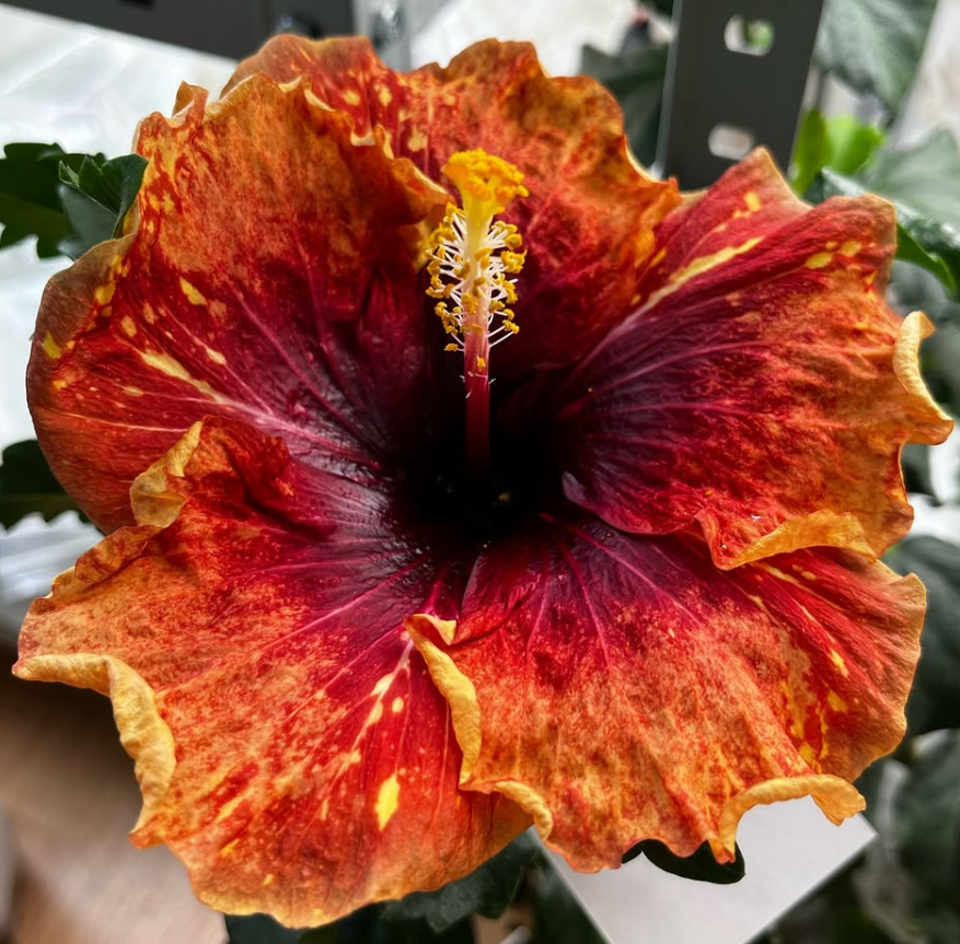 Hibiscus  Deep autumn 50 Seeds