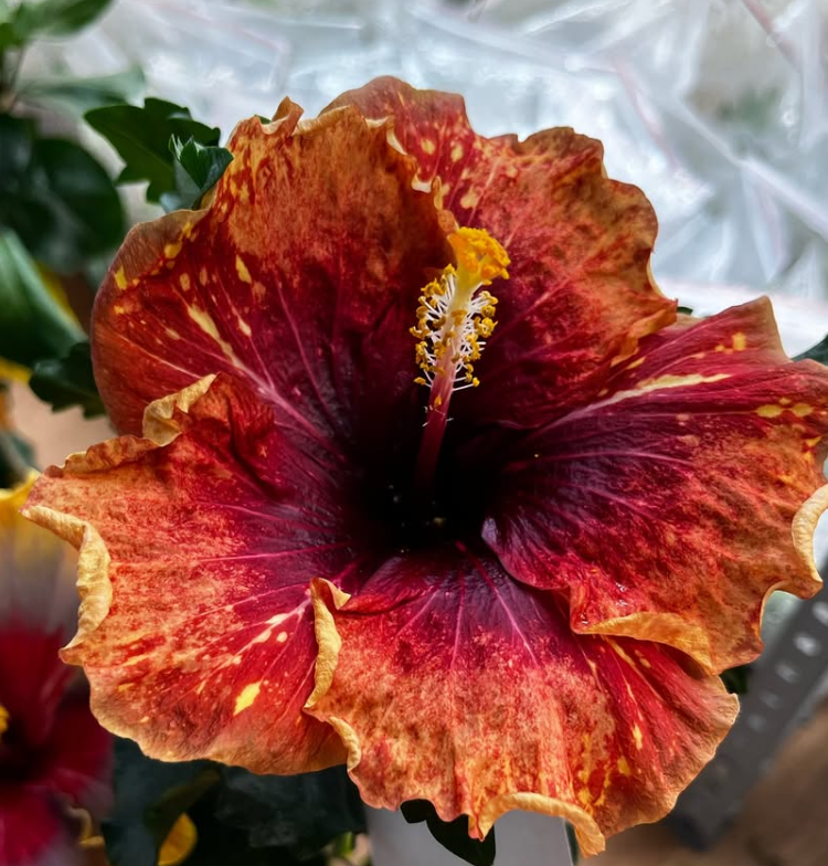 Hibiscus  Deep autumn 50 Seeds