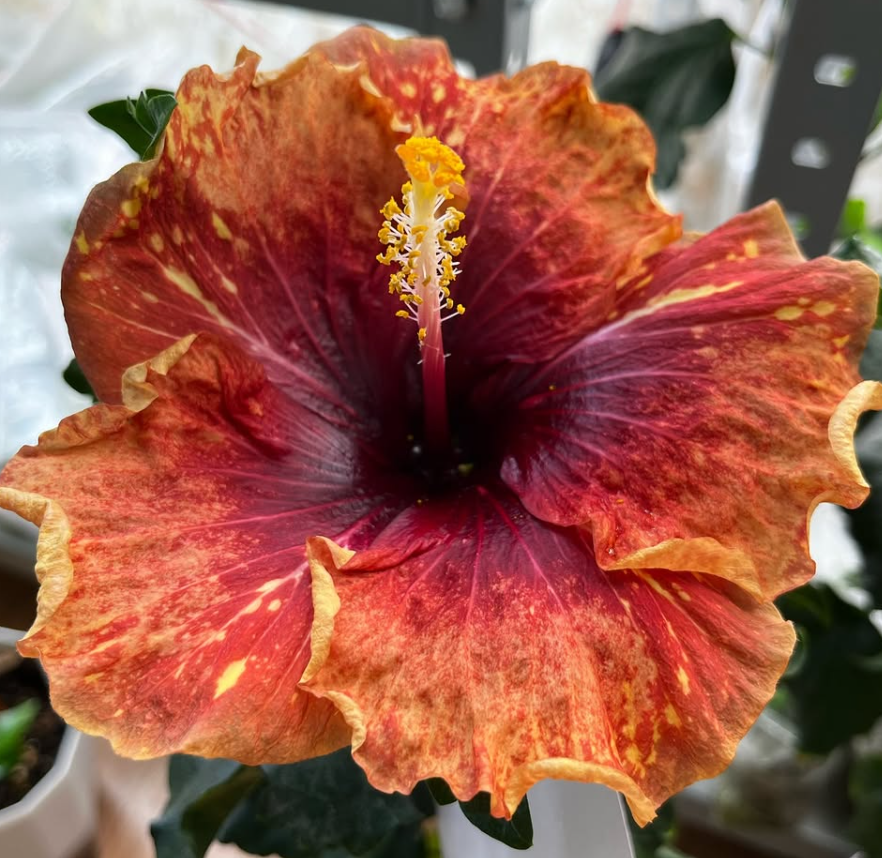 Hibiscus  Deep autumn 50 Seeds
