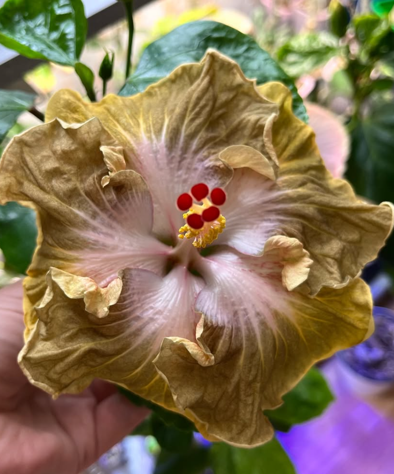 Hibiscus Golden Sweet 50 Seeds