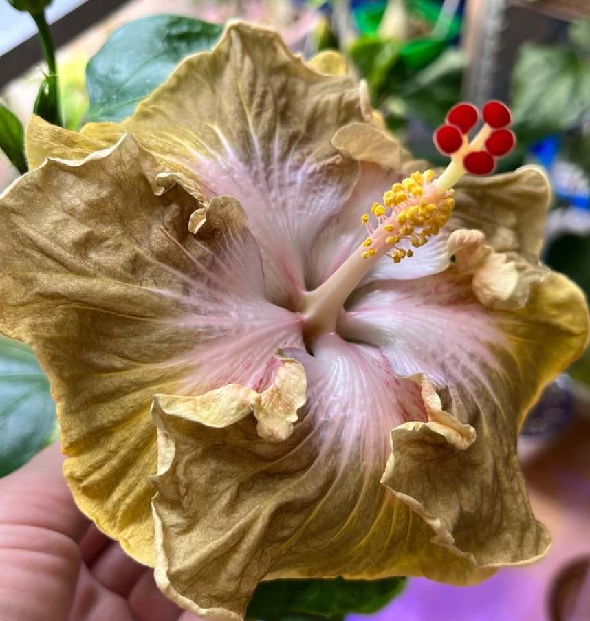 Hibiscus Golden Sweet 50 Seeds