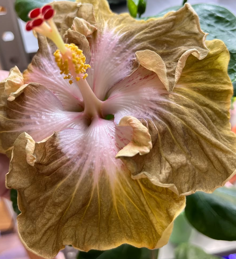 Hibiscus Golden Sweet 50 Seeds
