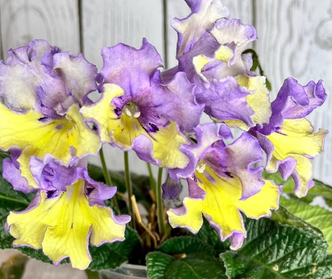 Streptocarpus " Tropical Breeze " 55 Seeds