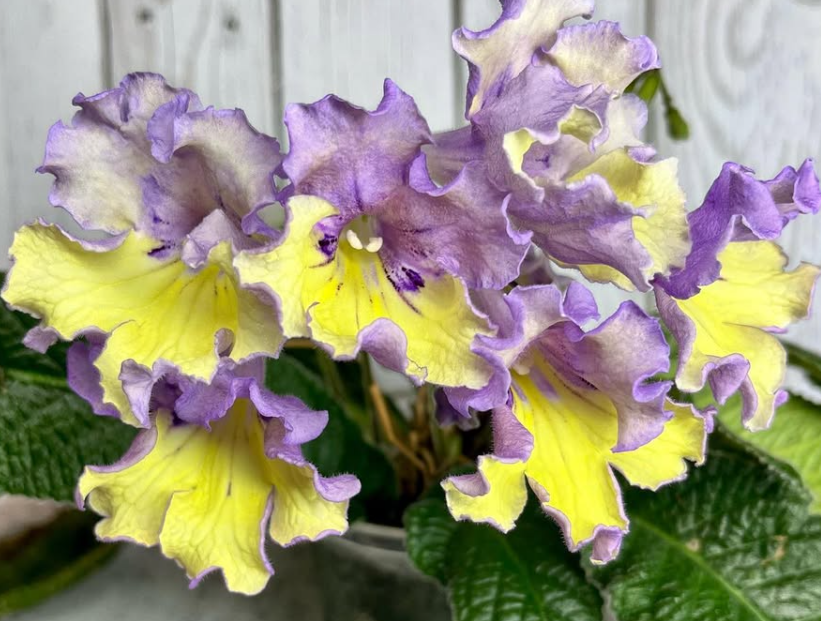 Streptocarpus " Tropical Breeze " 55 Seeds