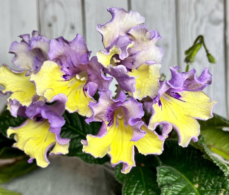 Streptocarpus " Tropical Breeze " 55 Seeds