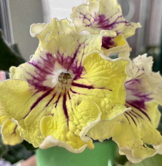 Streptocarpus " Yellow Sun " 55 Seeds