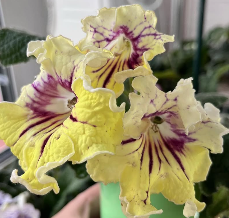 Streptocarpus " Yellow Sun " 55 Seeds