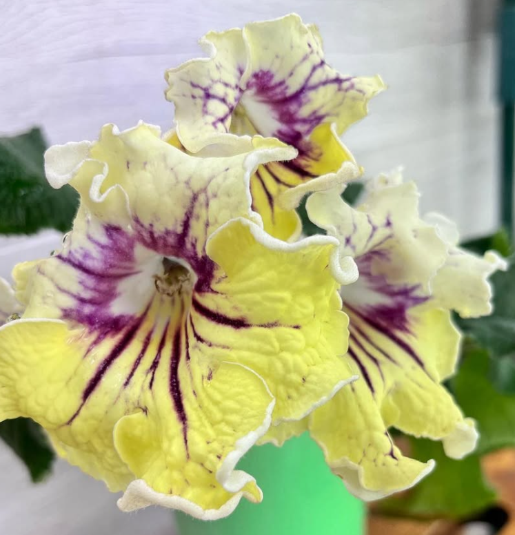 Streptocarpus " Yellow Sun " 55 Seeds