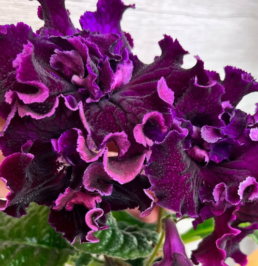 Streptocarpus " DS-2389 " 55 Seeds