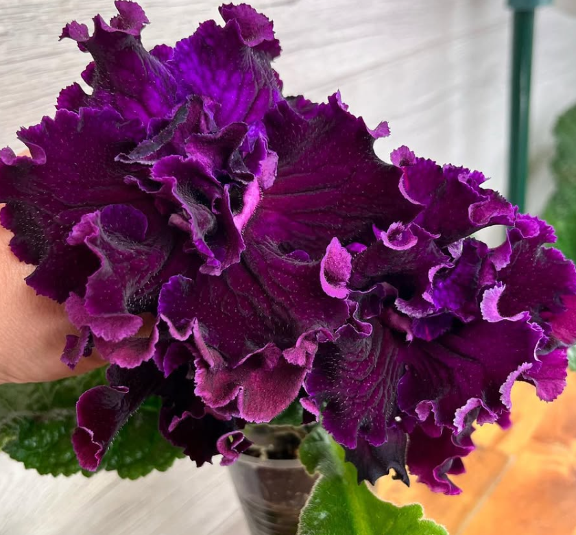 Streptocarpus " DS-2389 " 55 Seeds