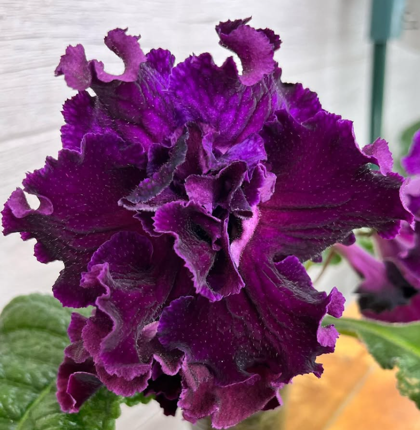 Streptocarpus " DS-2389 " 55 Seeds