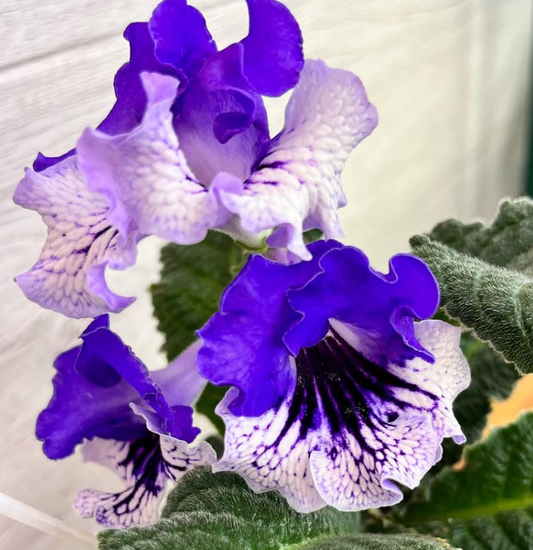 Streptocarpus " Dad Day " 55 Seeds