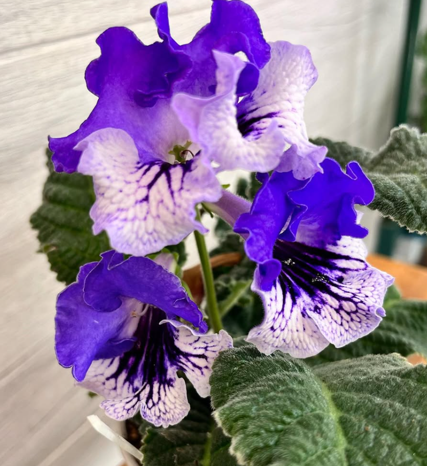 Streptocarpus " Dad Day " 55 Seeds