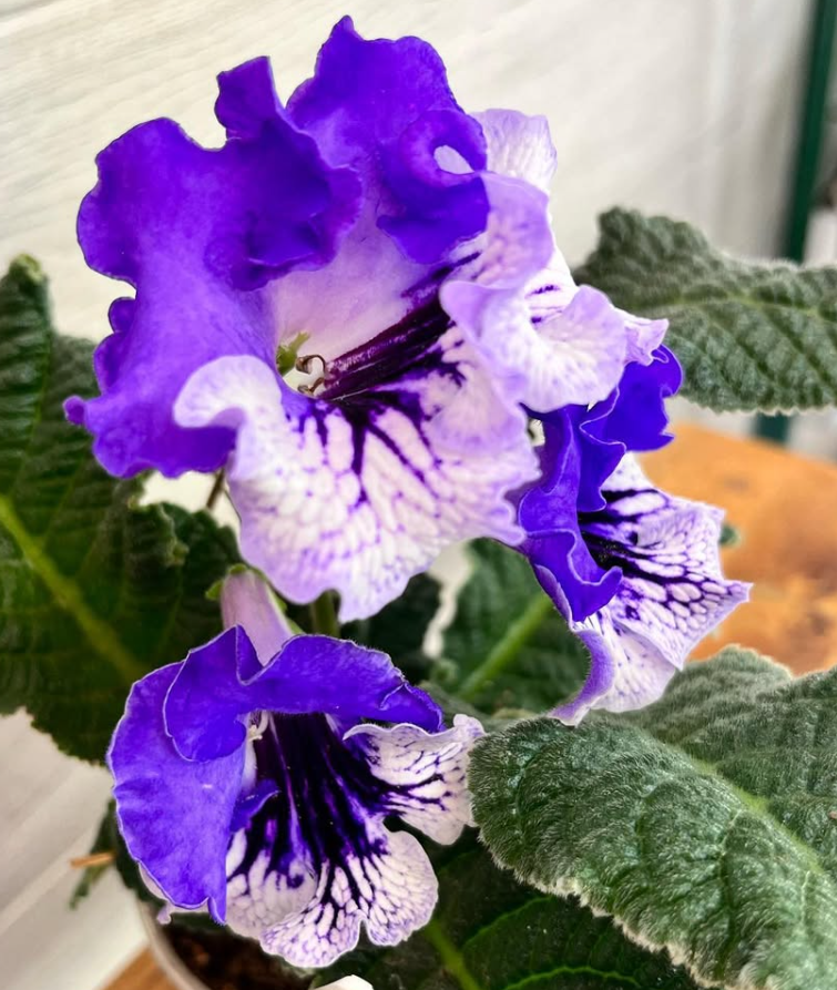 Streptocarpus " Dad Day " 55 Seeds