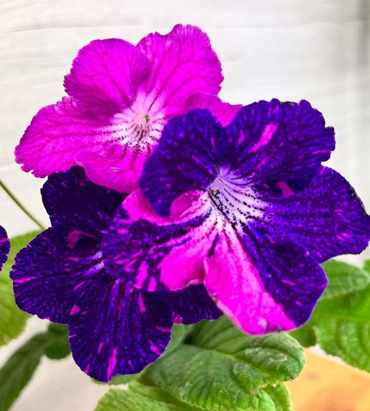 Streptocarpus " Plush Animal " 55 Seeds