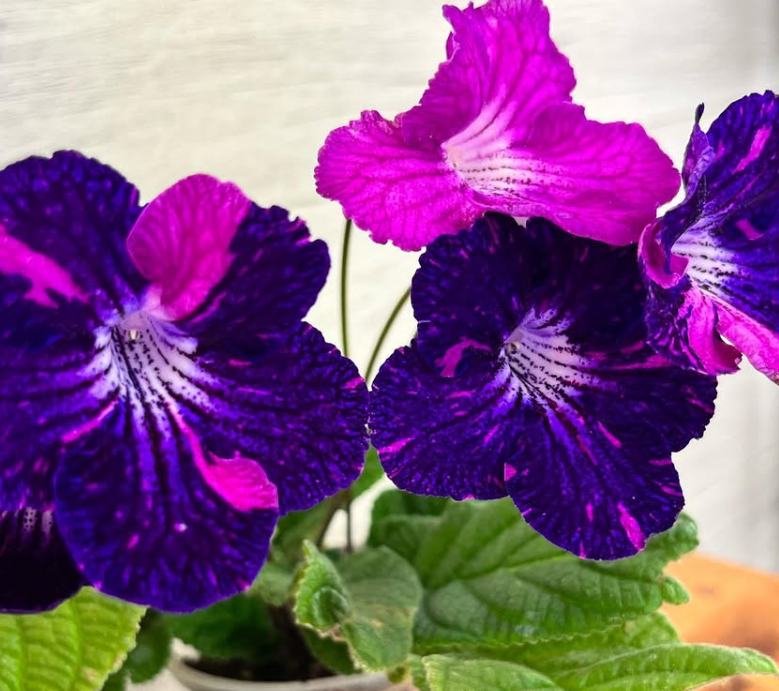 Streptocarpus " Plush Animal " 55 Seeds