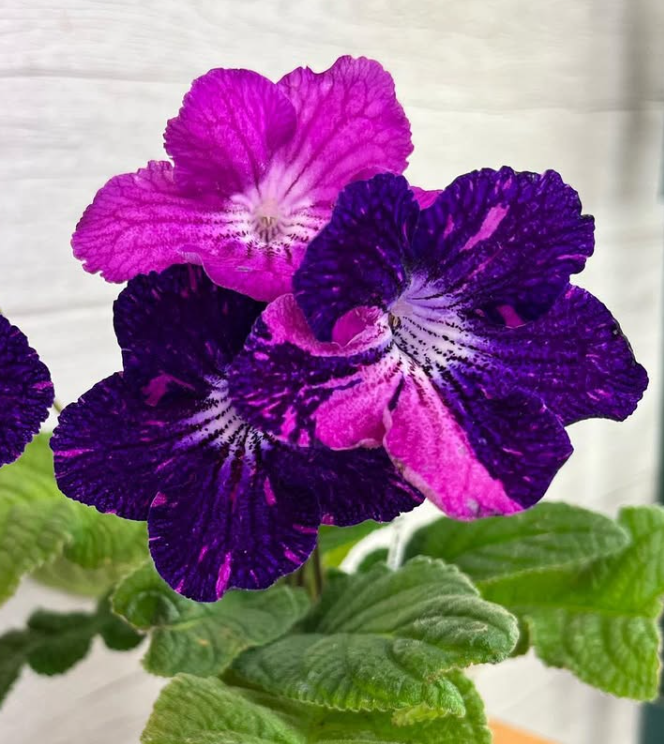 Streptocarpus " Plush Animal " 55 Seeds