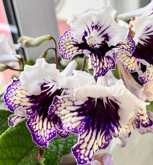 Streptocarpus " Rita " 55 Seeds