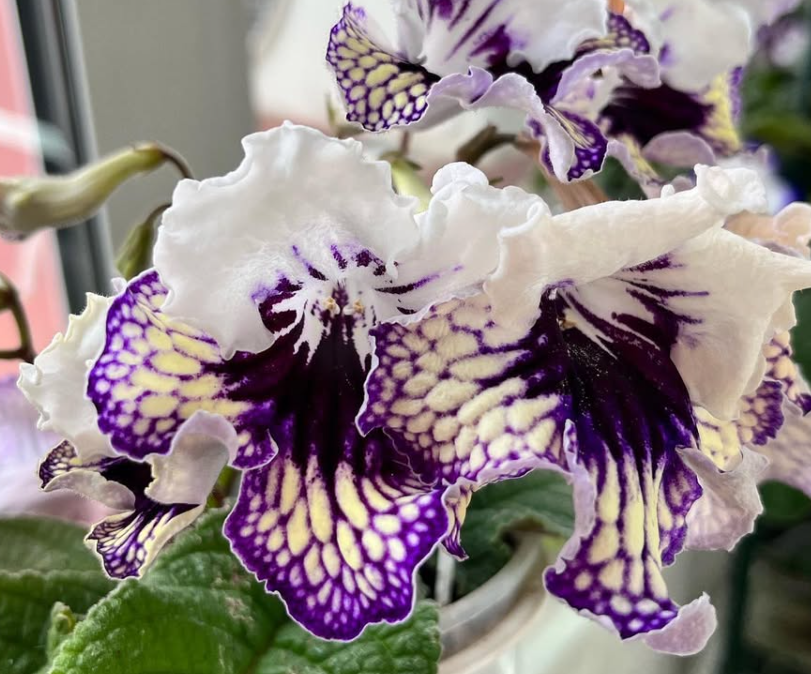 Streptocarpus " Rita " 55 Seeds