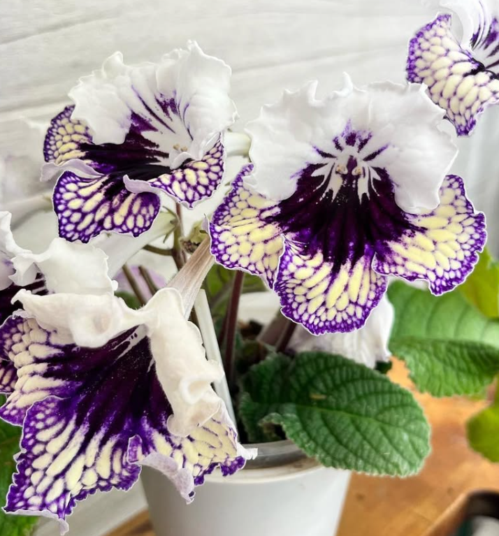 Streptocarpus " Rita " 55 Seeds