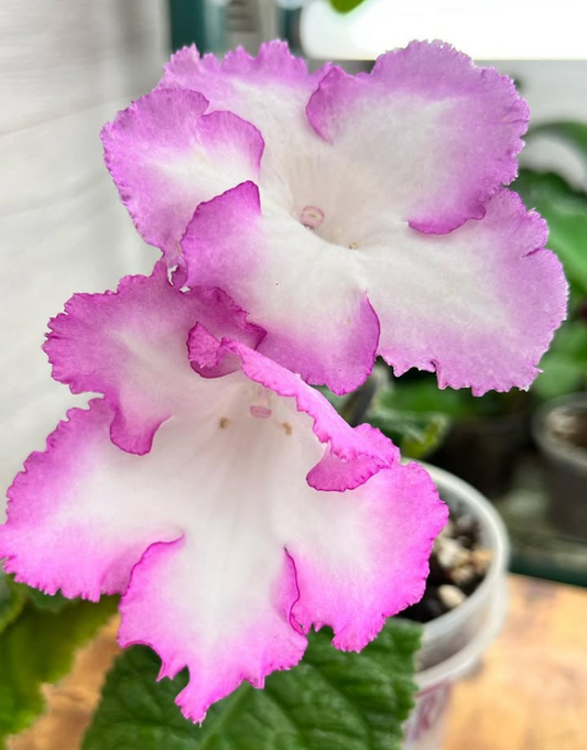 Streptocarpus " DS-1857 " 55 Seeds