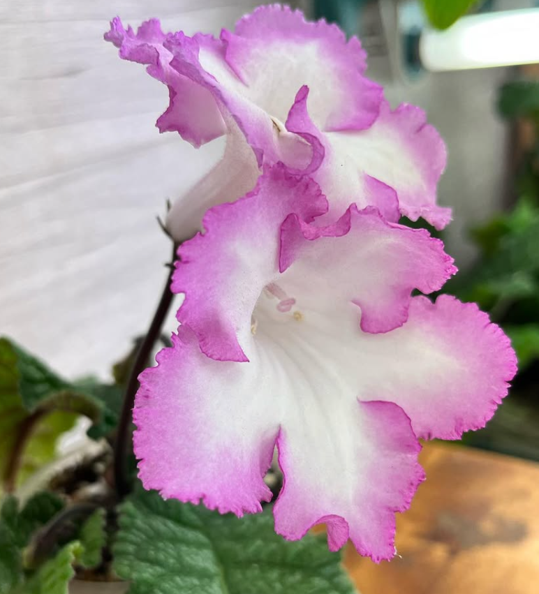 Streptocarpus " DS-1857 " 55 Seeds