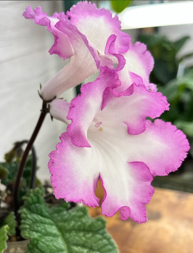 Streptocarpus " DS-1857 " 55 Seeds