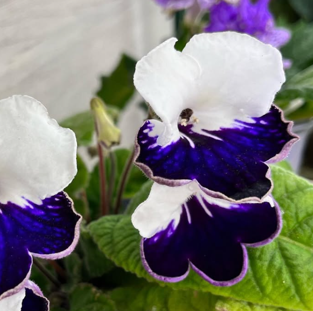 Streptocarpus " Harlequin Sapphire " 55 Seeds