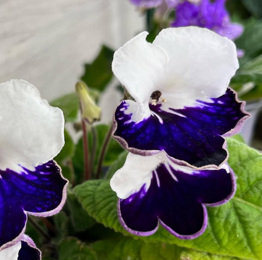 Streptocarpus " Harlequin Sapphire " 55 Seeds