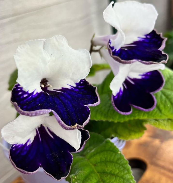 Streptocarpus " Harlequin Sapphire " 55 Seeds