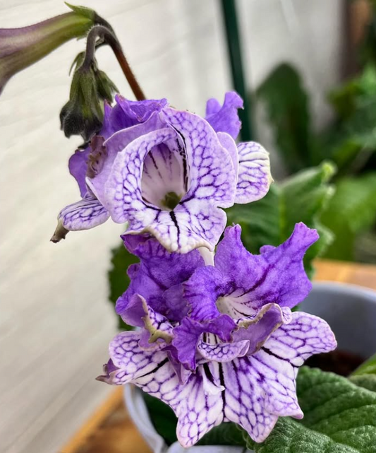 Streptocarpus " Mint Candy " 55 Seeds