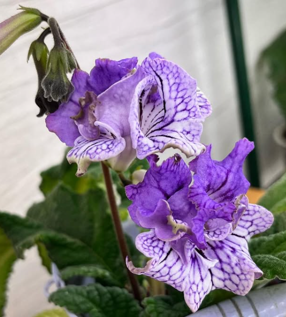Streptocarpus " Mint Candy " 55 Seeds