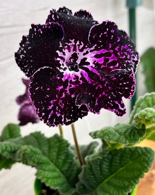 Streptocarpus " Blackberry " 55 Seeds