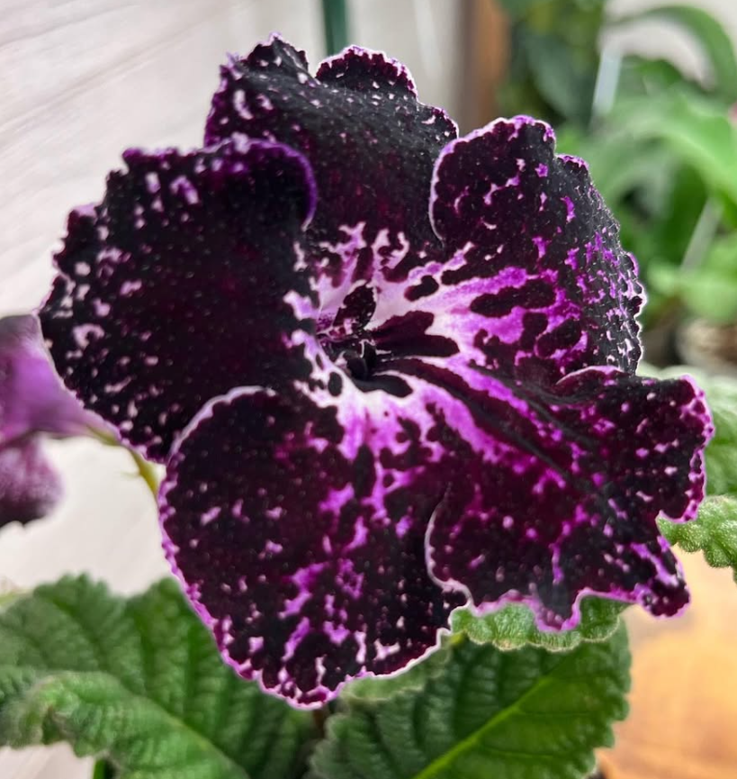 Streptocarpus " Blackberry " 55 Seeds