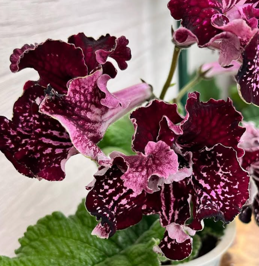 Streptocarpus " DS-1924 " 55 Seeds