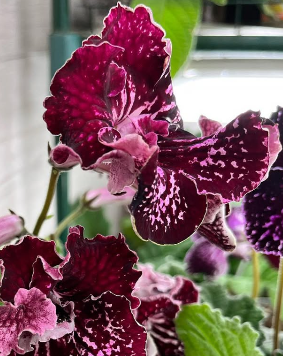 Streptocarpus " DS-1924 " 55 Seeds